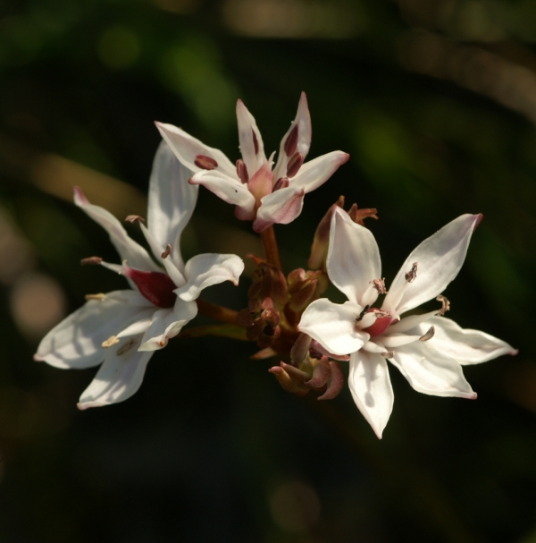 Burchardia umbellata
